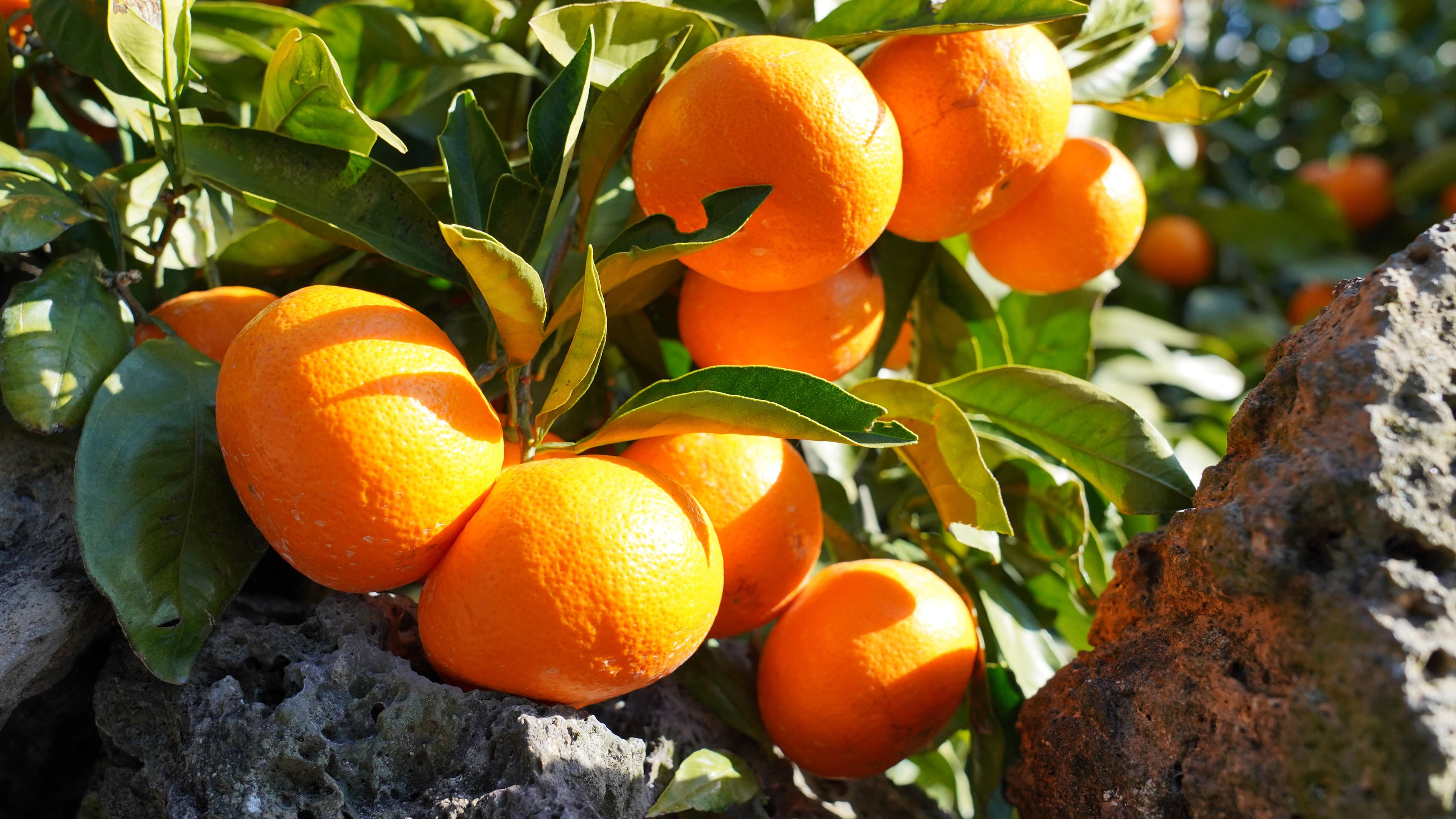 Ehime